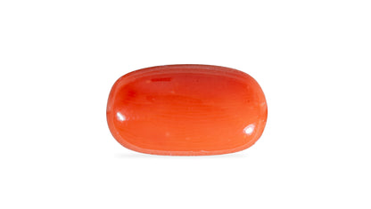Natural Italian Red Coral (Moonga) 7.59 Carats