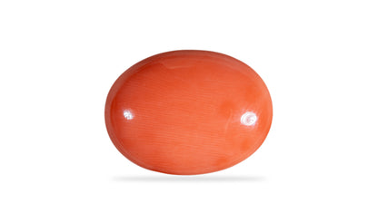 Japanese Red Coral (Moonga) 13.83 Carats