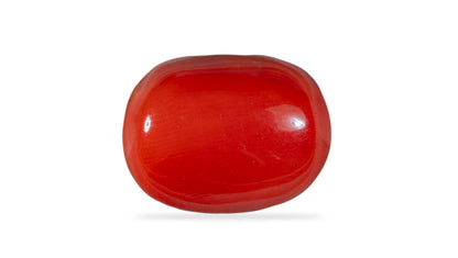 Natural Italian Red Coral (Moonga) 12.25 Carats