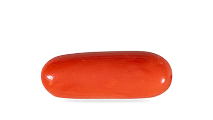 NATURAL RED CORAL (Moonga) 6.58 CARATS