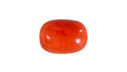 Natural Italian Red Coral (Moonga) 5.90 Carats