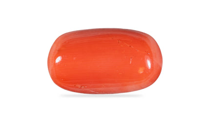 Natural Italian Red Coral (Moonga) 12.60 Carats