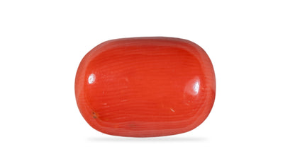 Natural Italian Red Coral (Moonga) 10.59 Carats