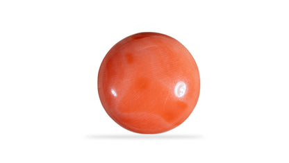 Japanese Red Coral (Moonga) 14.79 Carats