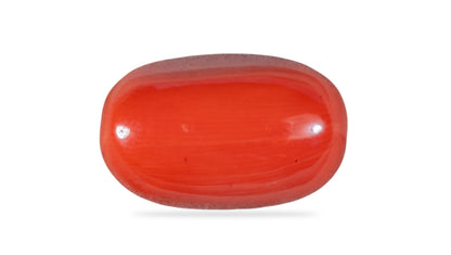 Natural Italian Red Coral (Moonga) 11.54 Carats