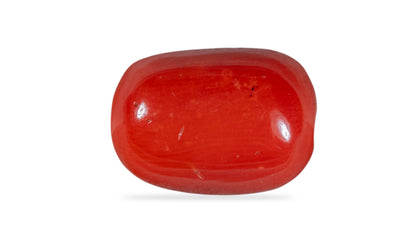 Natural Italian Red Coral (Moonga) 8.12 Carats