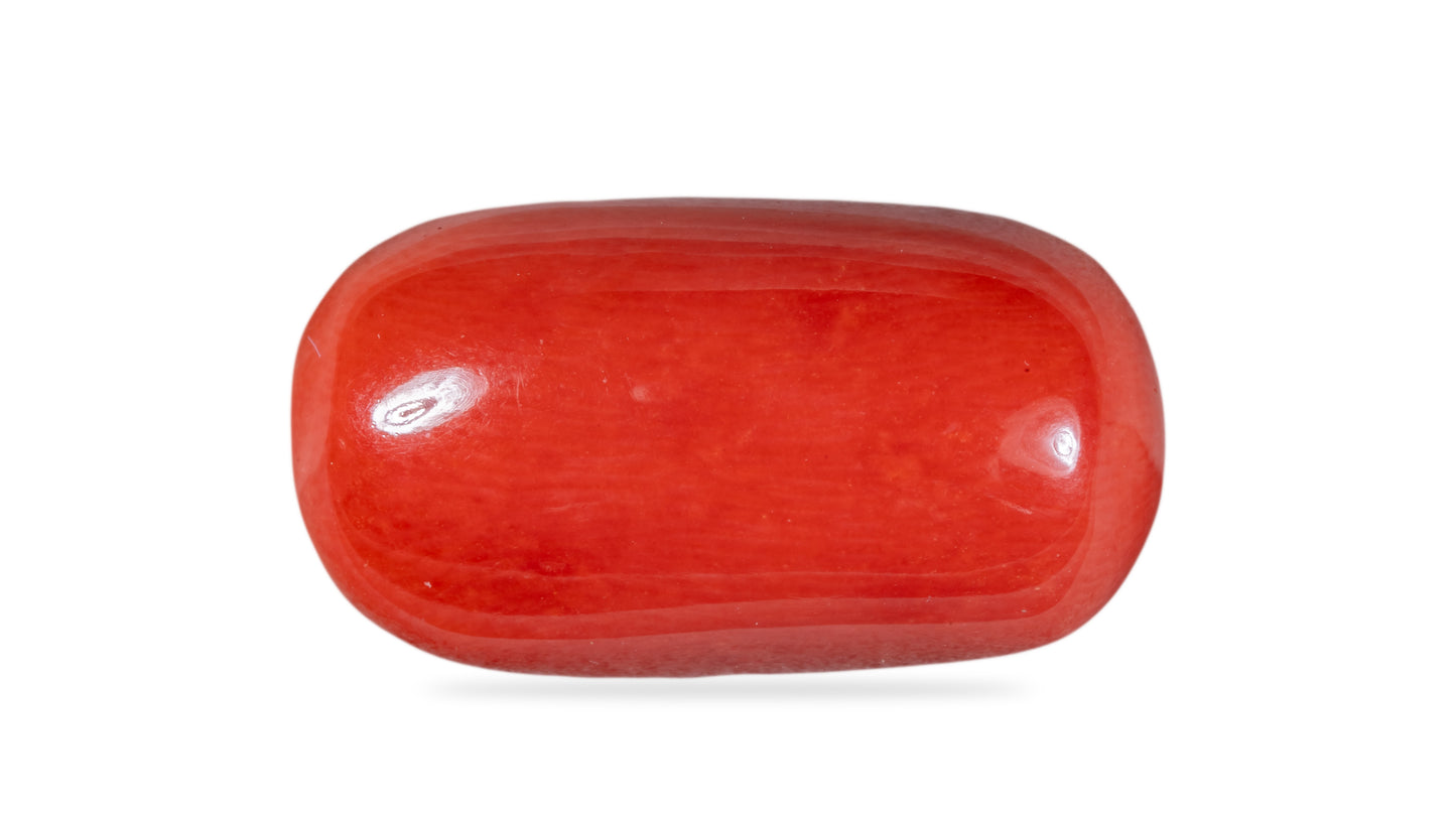 Natural Italian Red Coral (Moonga) 14.25 Carats