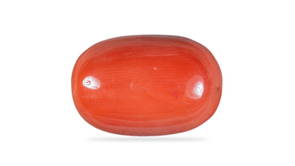 Natural Italian Red Coral (Moonga) 13.29 Carats