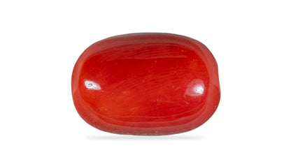 Natural Italian Red Coral (Moonga) 12.43 Carats