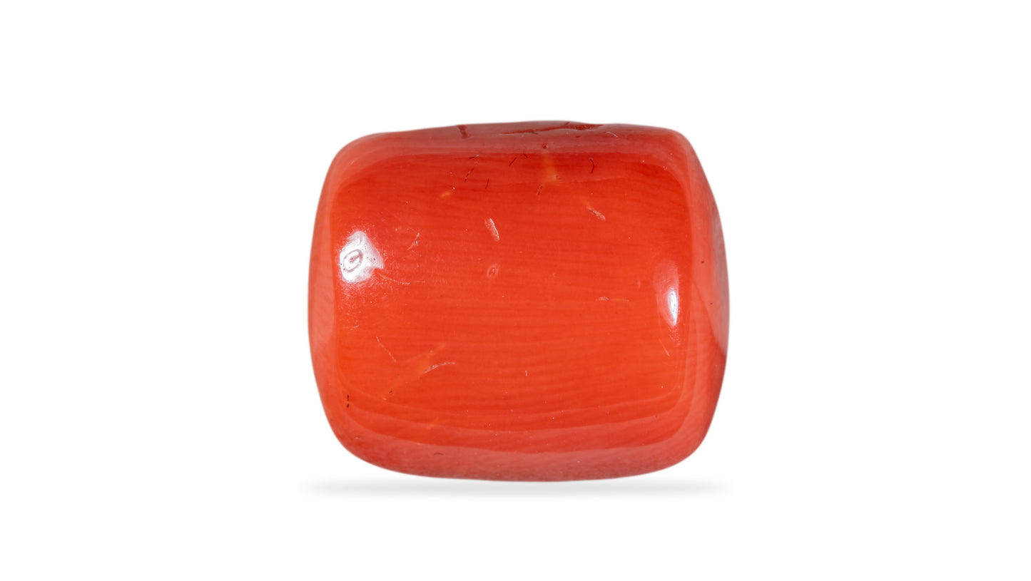 Natural Italian Red Coral (Moonga) 13.52 Carats