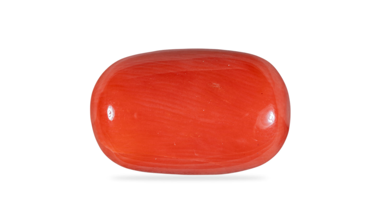 Natural Italian Red Coral (Moonga)12.59 Carats