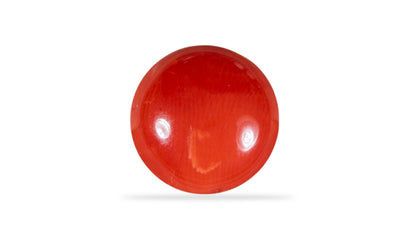 Japanese Red Coral (Moonga) 4.47 Carats