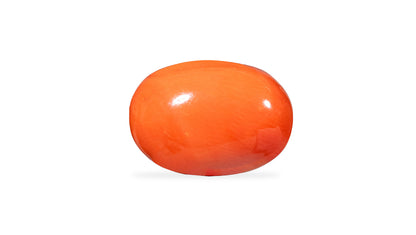 Natural Italian Red Coral (Moonga) 7.88 Carats