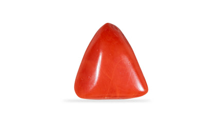 NATURAL RED CORAL (Moonga) 7.39 CARATS