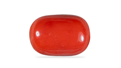 Natural Italian Red Coral (Moonga) 12.63 Carats