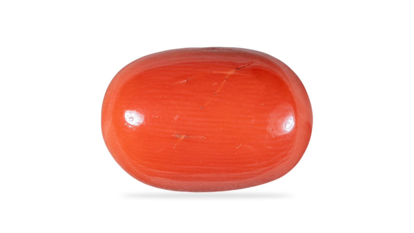 Natural Italian Red Coral (Moonga) 15.43 Carats