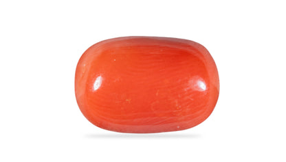 Natural Italian Red Coral (Moonga) 10.59 Carats