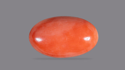 Japanese  Red Coral (Moonga) 12.18 Carats