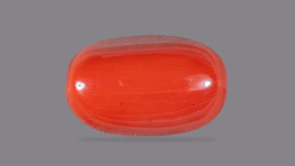 Natural Italian Red Coral (Moonga) 11.54 Carats
