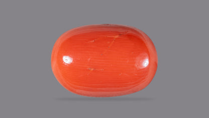 Natural Italian Red Coral (Moonga) 15.43 Carats