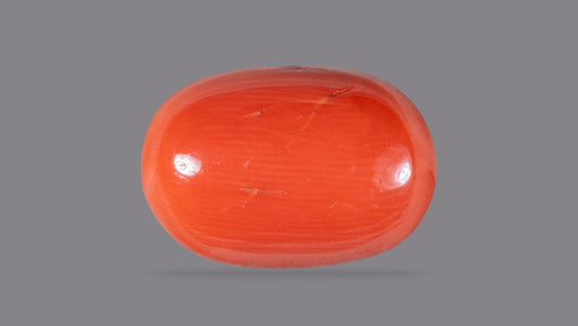 Natural Italian Red Coral (Moonga) 15.43 Carats