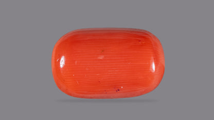 Natural Italian Red Coral (Moonga) 8.61 Carats