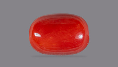 Natural Italian Red Coral (Moonga) 12.43 Carats