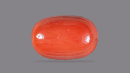 Natural Italian Red Coral (Moonga) 13.29 Carats
