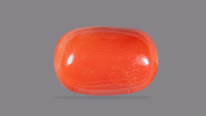 Natural Italian Red Coral (Moonga) 10.59 Carats