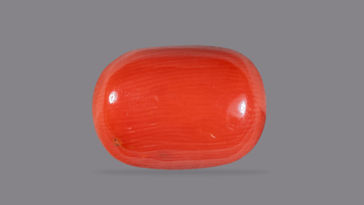 Natural Italian Red Coral (Moonga) 10.59 Carats