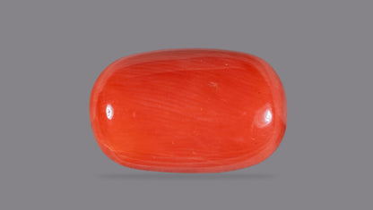 Natural Italian Red Coral (Moonga)12.59 Carats