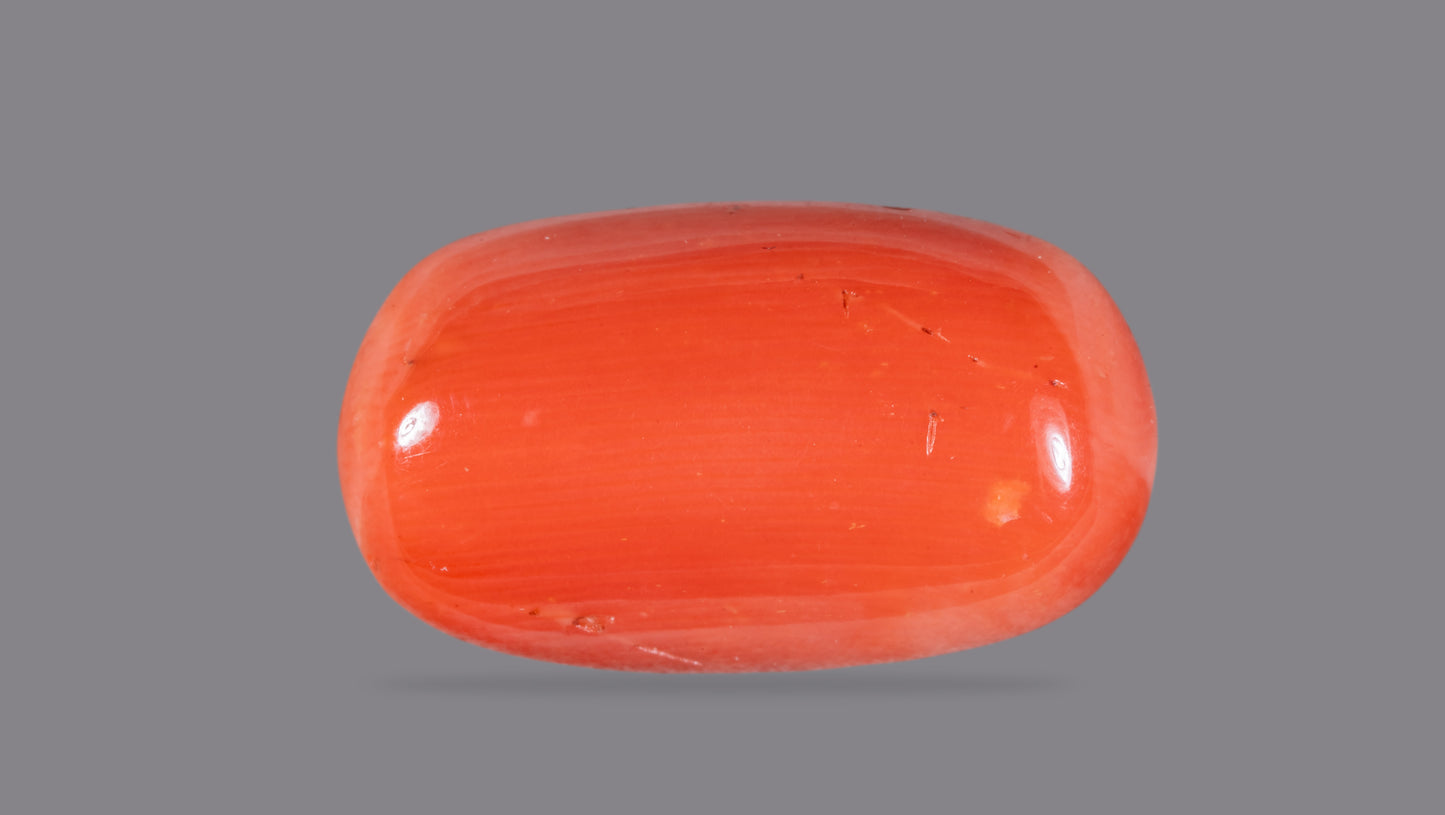 Natural Italian Red Coral (Moonga) 12.60 Carats