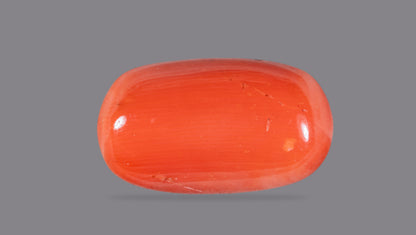 Natural Italian Red Coral (Moonga) 12.60 Carats