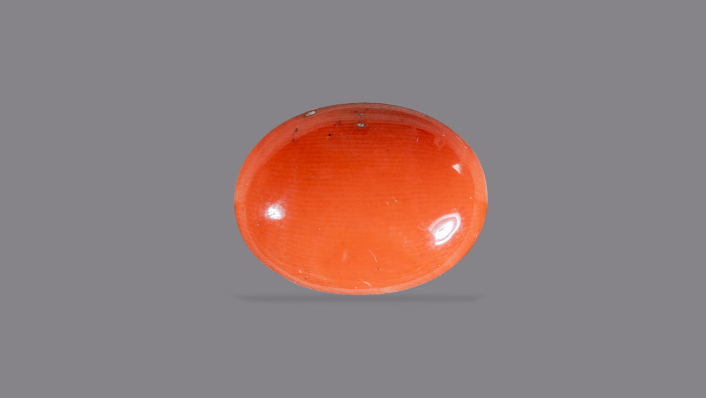 Japanese Red Coral (Moonga) 8.40 Carats