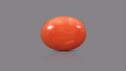 Japanese Red Coral (Moonga) 18.41 Carats