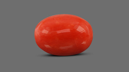 Natural Italian Red Coral (Moonga) 12.80 Carats