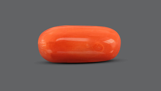 Natural Italian Red Coral (Moonga) 10.90 Carats