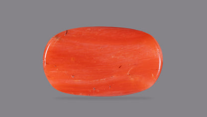 Natural Italian Red Coral (Moonga) 12.60 Carats