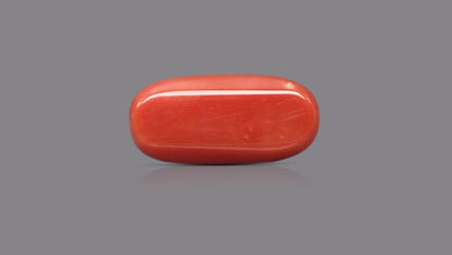 Natural Italian Red Coral (Moonga) 15.82 Carats