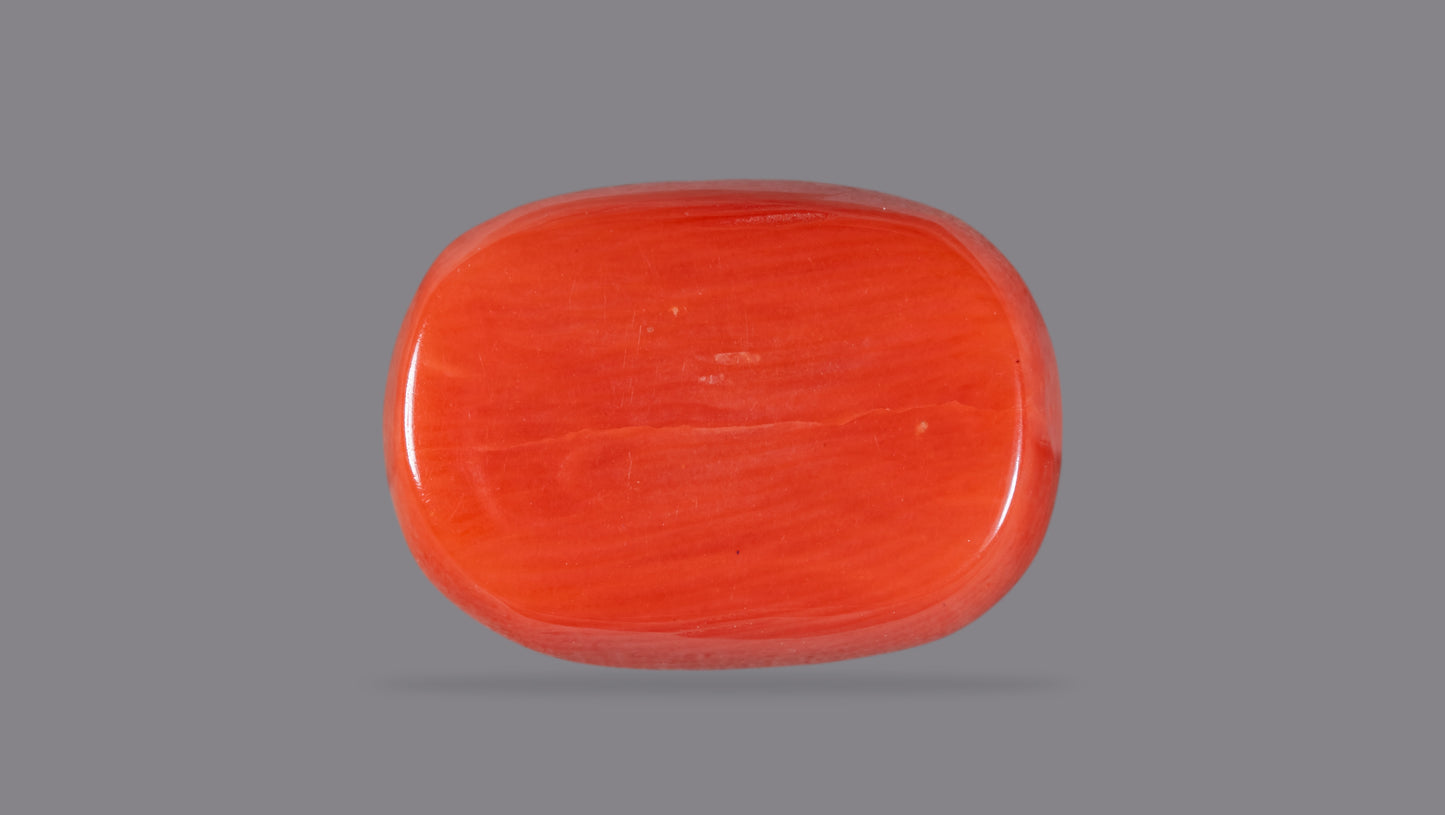 Natural Italian Red Coral (Moonga) 10.59 Carats