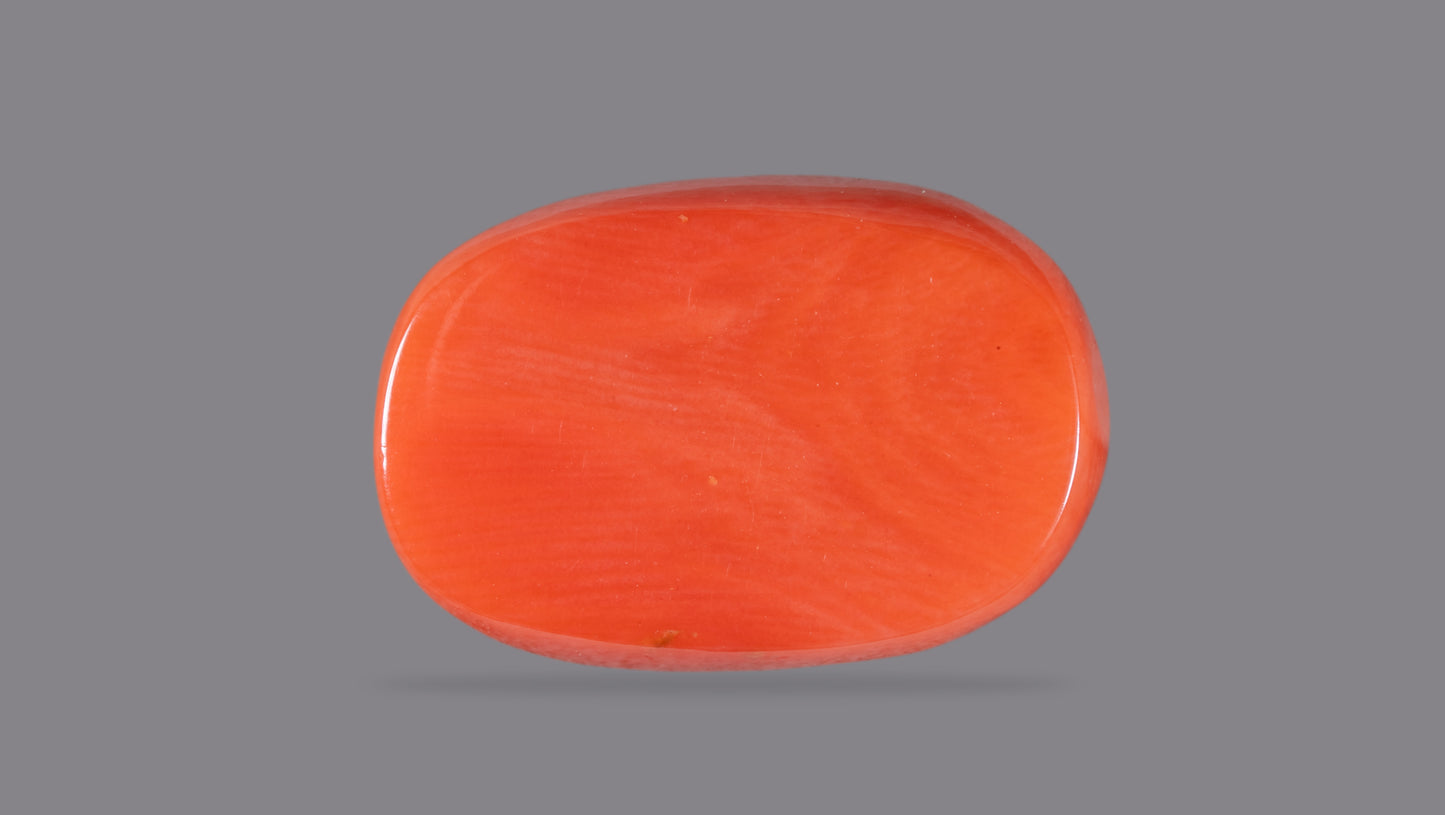 Natural Italian Red Coral (Moonga) 13.29 Carats