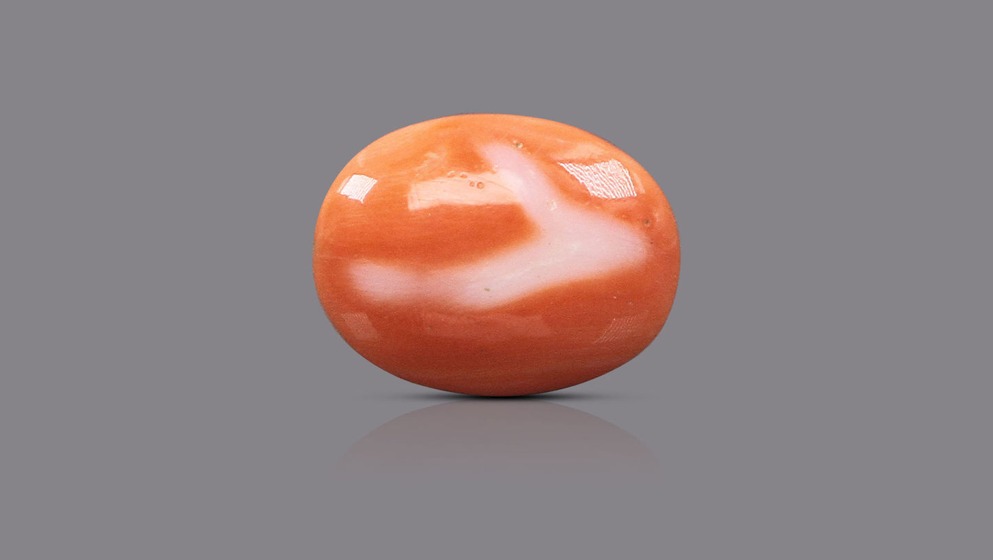 Japanese Red Coral (Moonga) 16.14 Carats