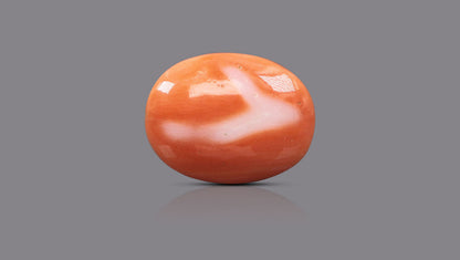 Japanese Red Coral (Moonga) 16.14 Carats