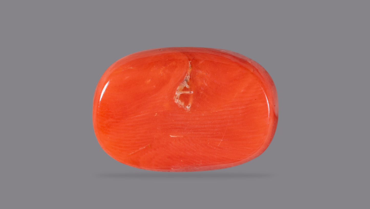 Natural Italian Red Coral (Moonga) 12.48 Carats