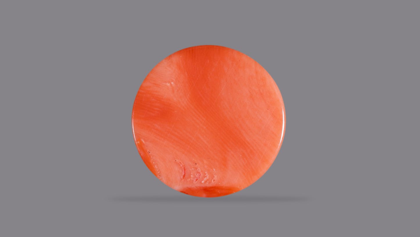 Japanese Red Coral (Moonga) 14.79 Carats