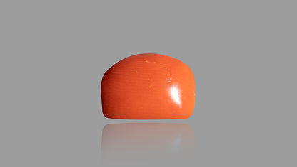 Natural Italian Red Coral (Moonga) 14.29 Carats