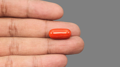 Natural Italian Red Coral (Moonga) 14.19 Carats