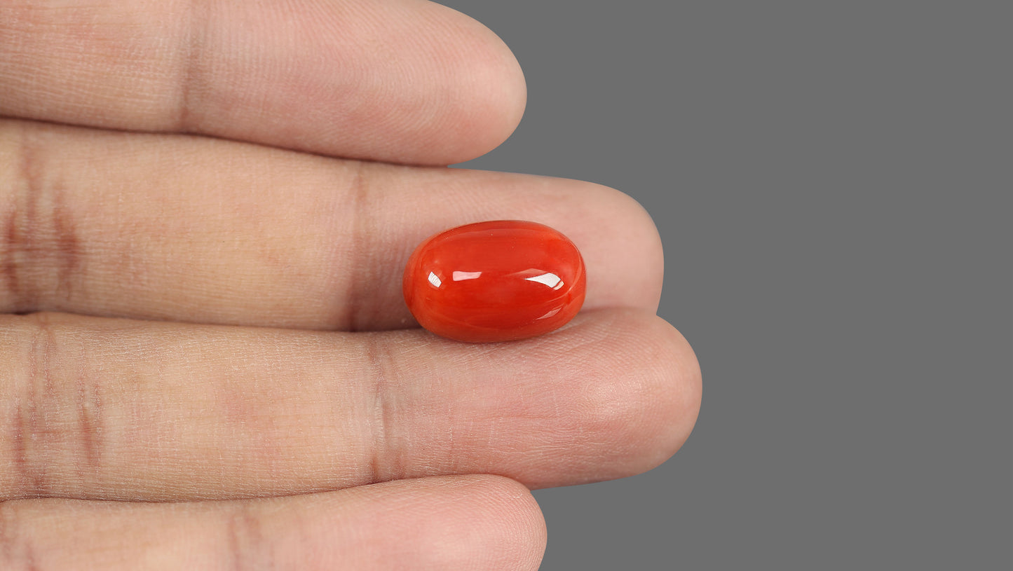 Natural Italian Red Coral (Moonga) 15.75 Carats