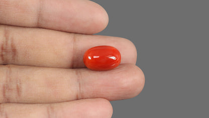 Natural Italian Red Coral (Moonga) 15.75 Carats