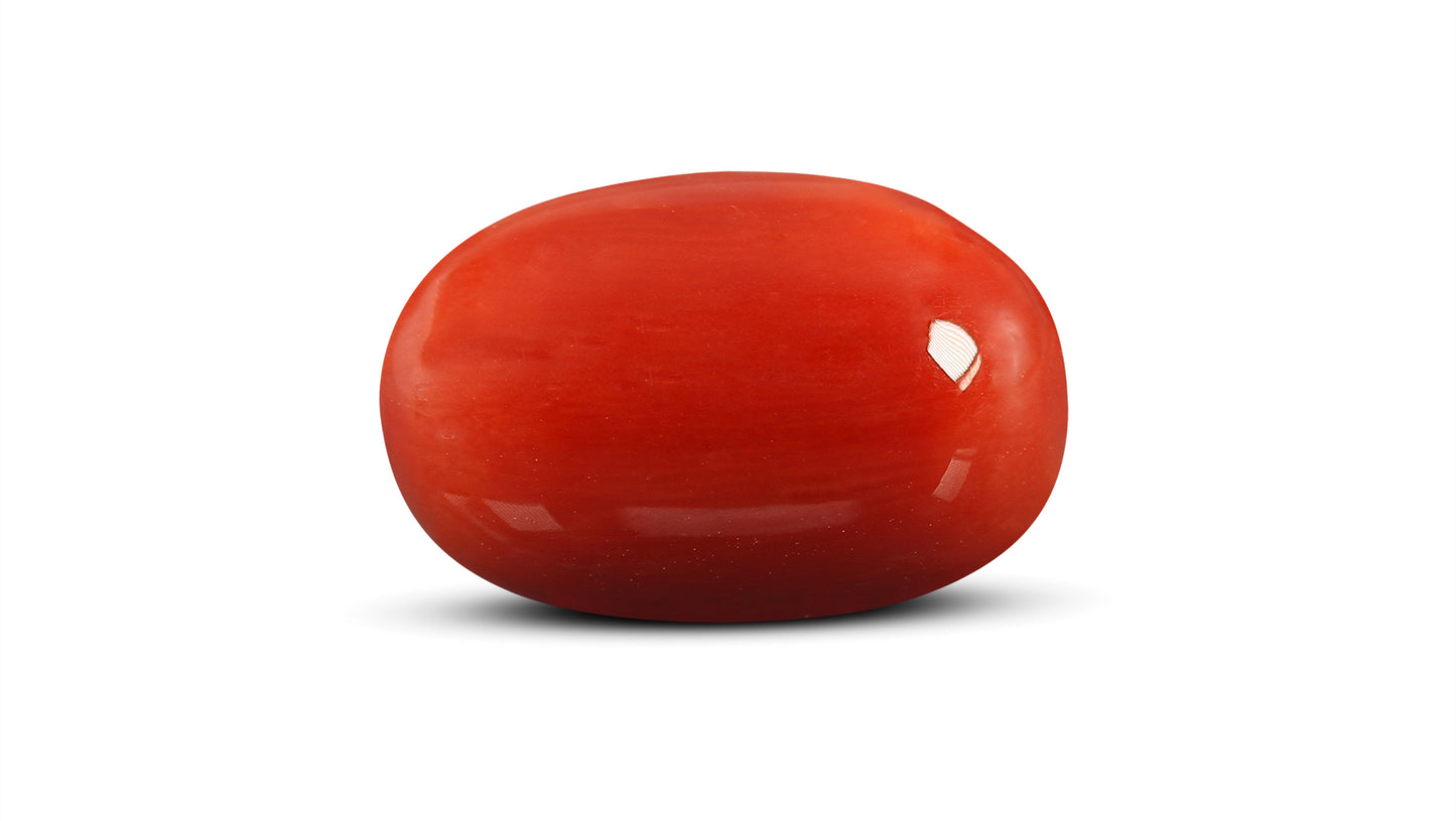 Natural Italian Red Coral (Moonga) 15.75 Carats